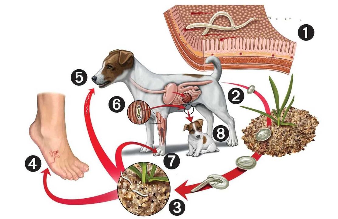 cycle de vie des parasites