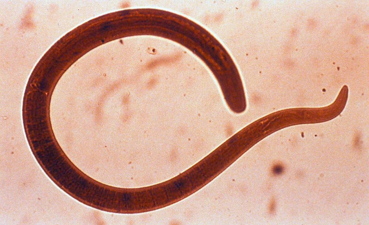 parasites de l'intestin grêle