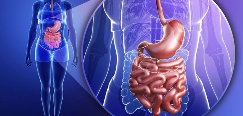 Le tractus gastro-intestinal est humain