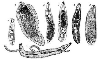 Trematatodes (plats de ver)