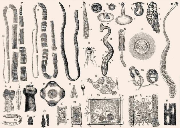 Types de parasites